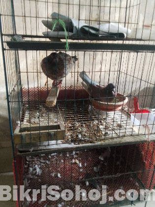 পাখির খাঁচা